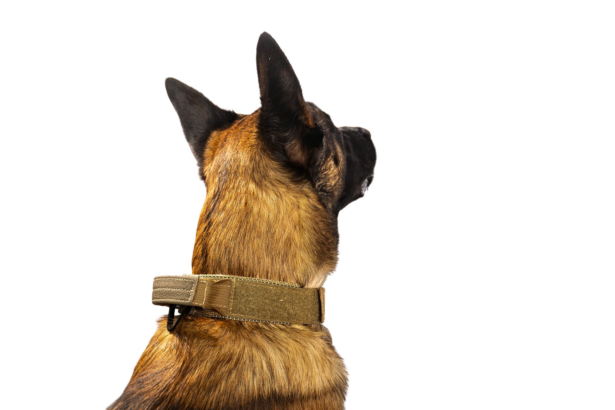 Patrol Collar