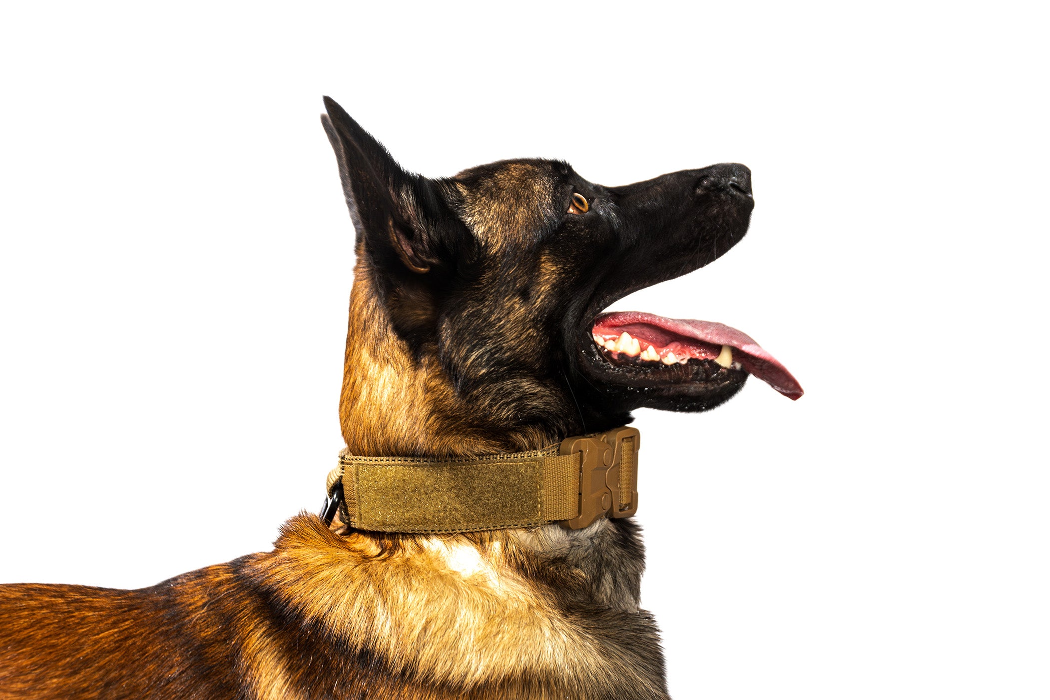 Patrol Collar